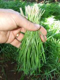 B�zaf� learatva